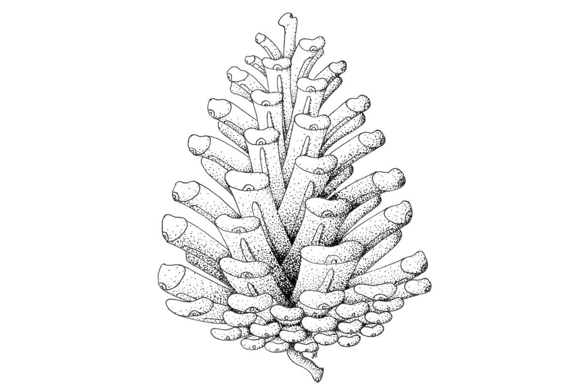 Stipple drawing of pinecone