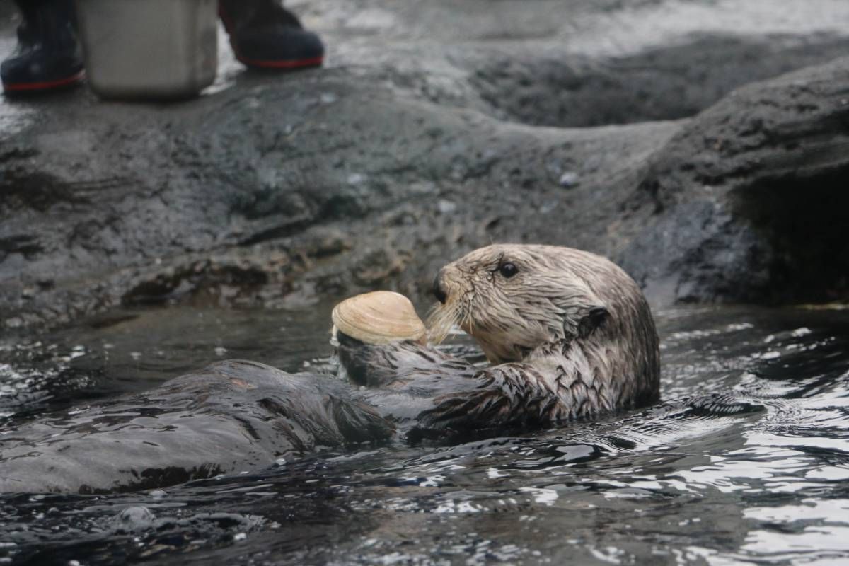 Photo of Adaa the sea otter